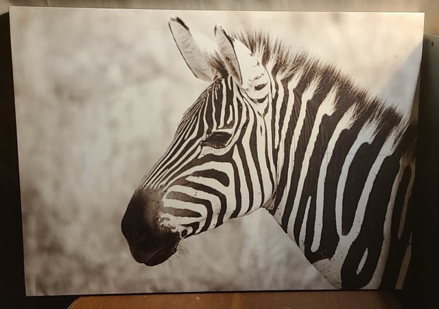 zebra oil paintings home decor