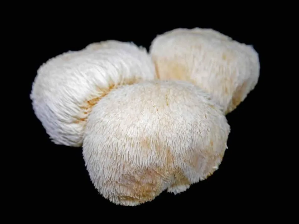 Lion's Mane Mushrooms