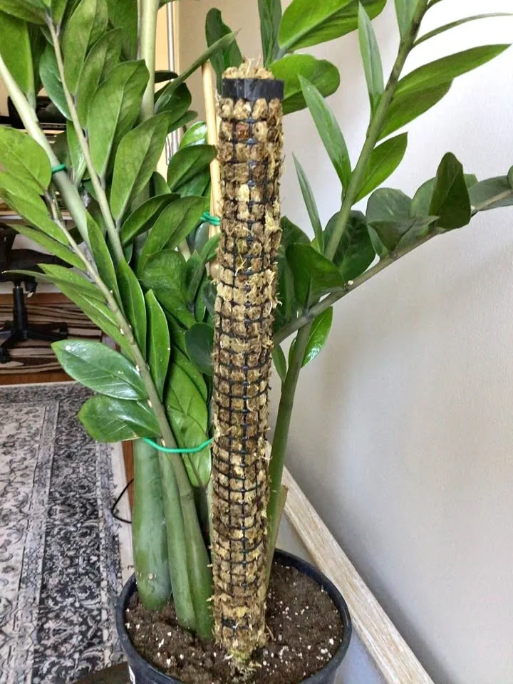 Homemade Sphagnum Moss Poles for pothos, monstera, philodendrons