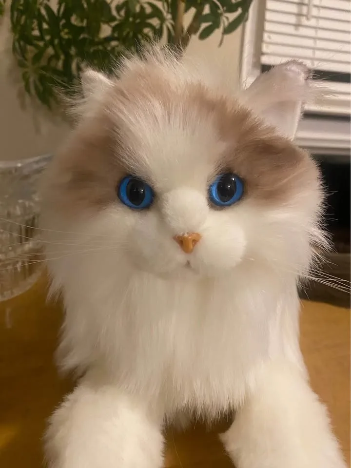 Chongker Stuffed Animals Plush - Ragdoll Cat image indicator(6)