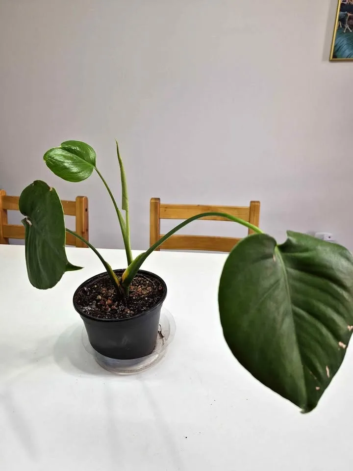Monstera