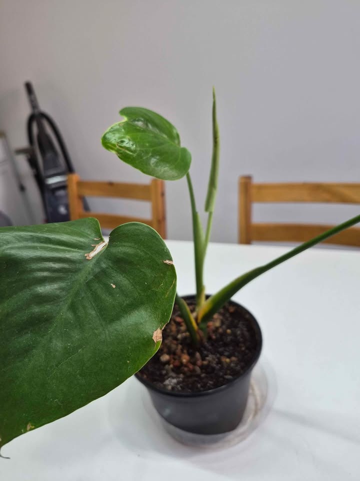 Monstera - photo 2