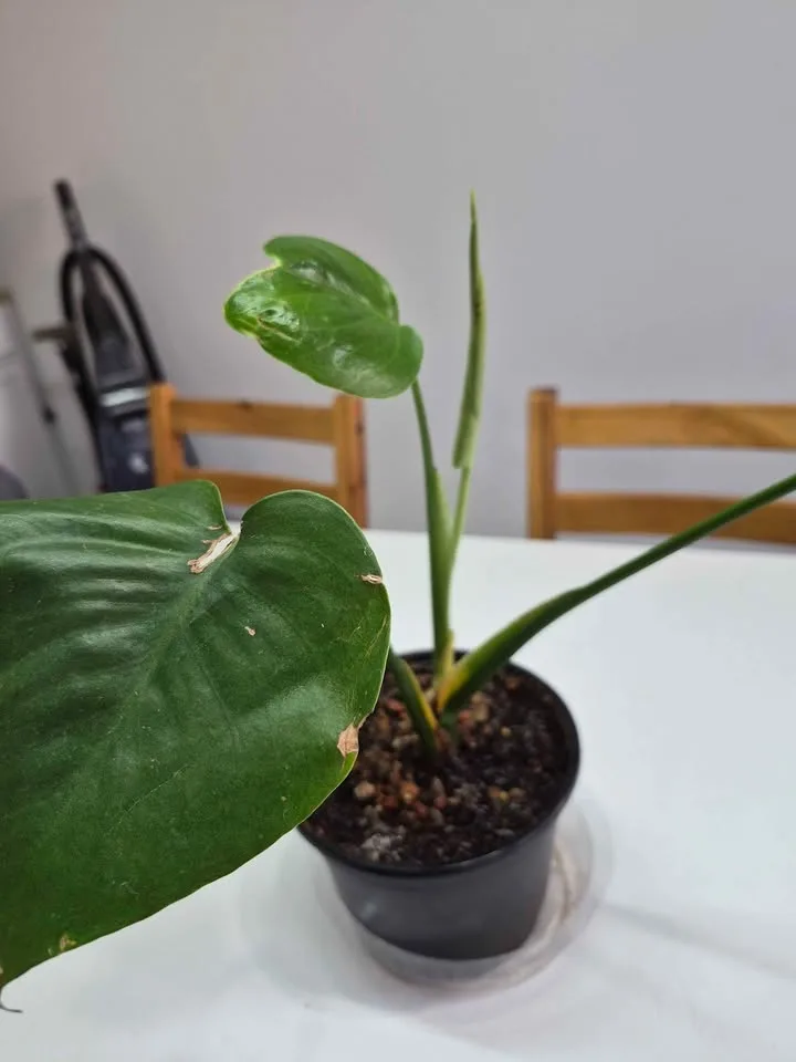 Monstera image indicator(2)