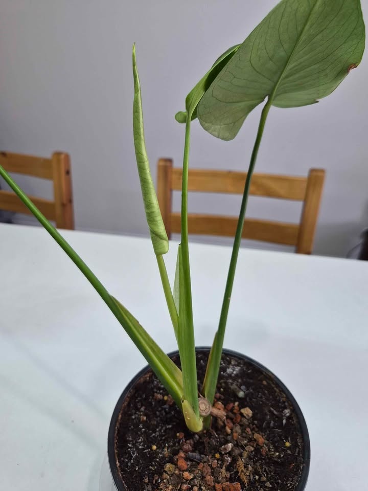 Monstera - photo 3