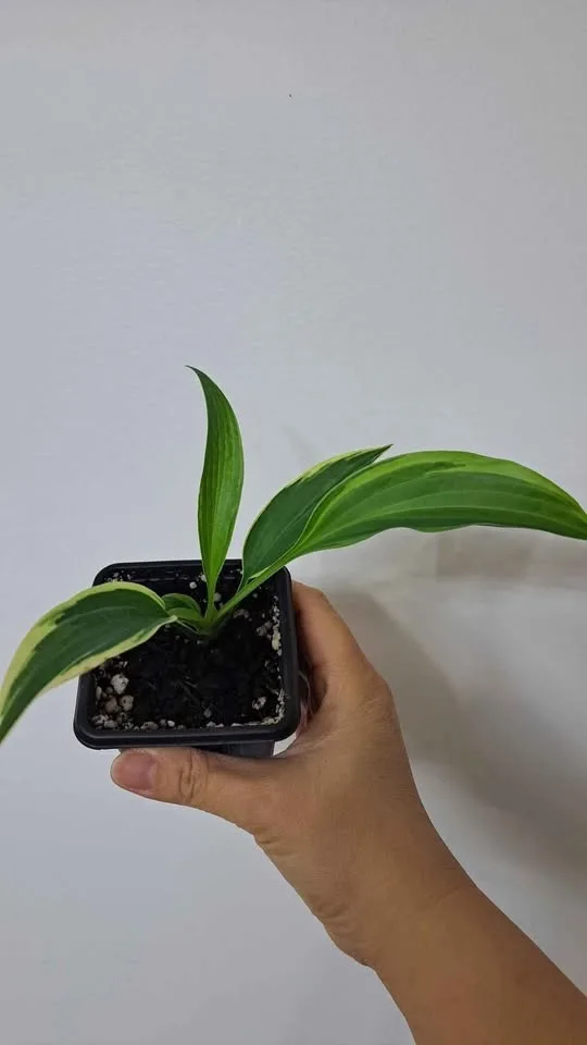 Hostas image indicator(3)