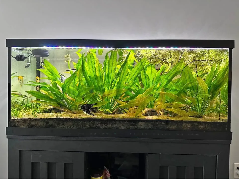 FOR SALE: 75-Gallon Fish tank ( Fully Equipped + CO2 System!)
