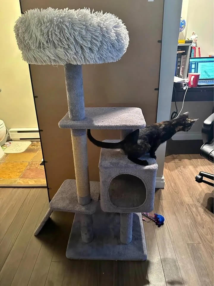 Cat Tree