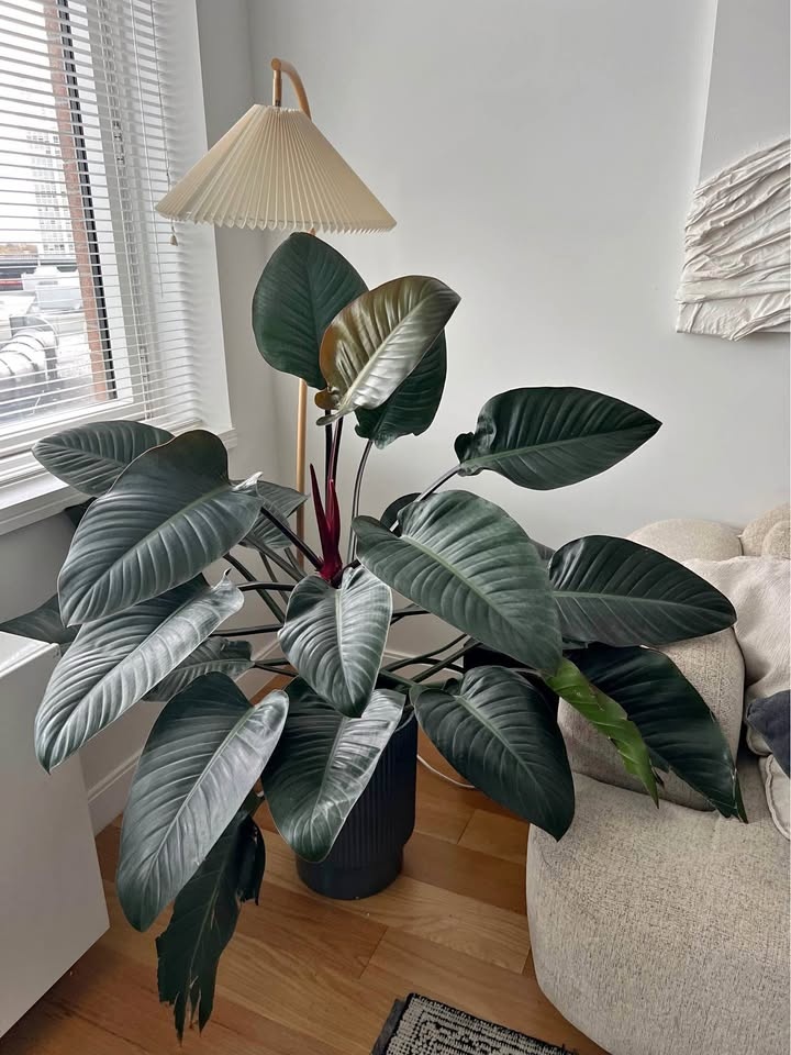 philodendron congo plant with planter