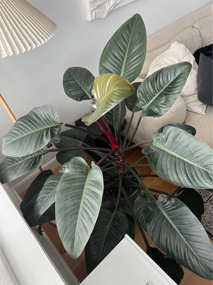 philodendron congo plant with planter - photo 2