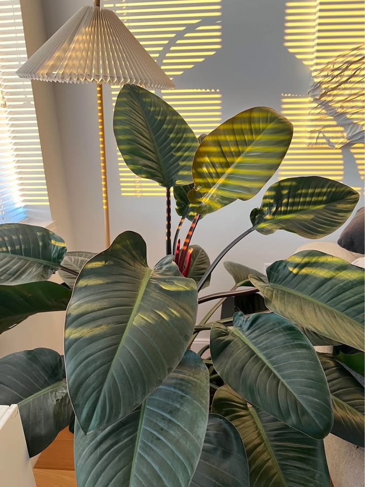 philodendron congo plant with planter - photo 3