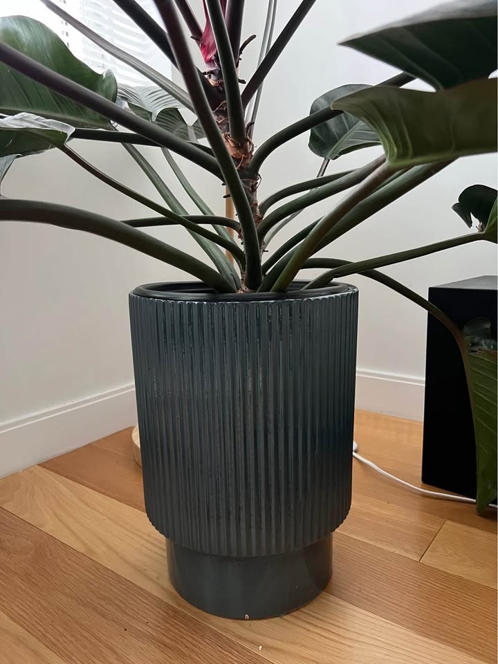 philodendron congo plant with planter - photo 4