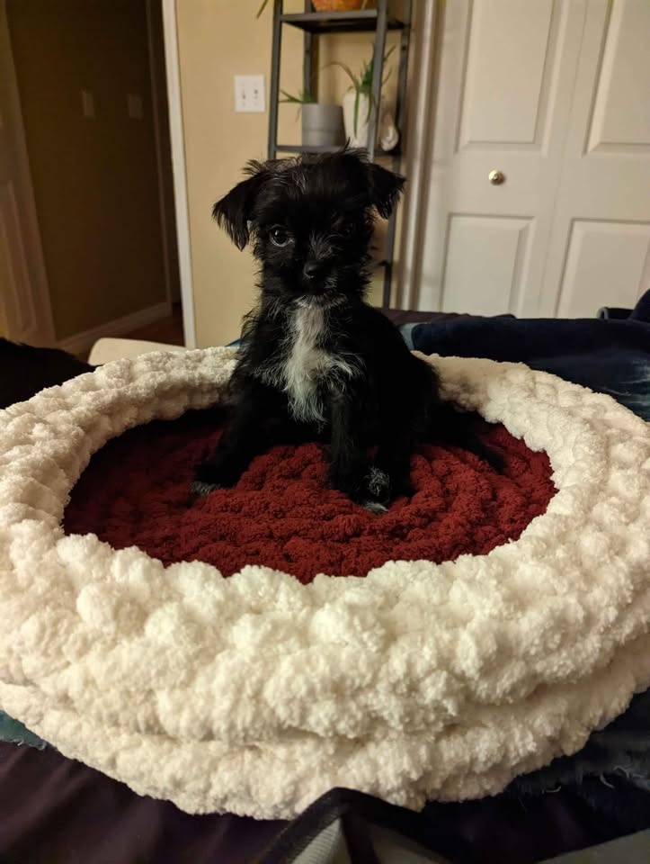 Cozi Handmade Pet Beds - photo 3