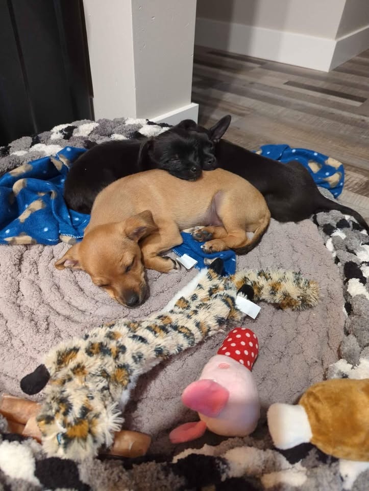 Cozi Handmade Pet Beds - photo 5