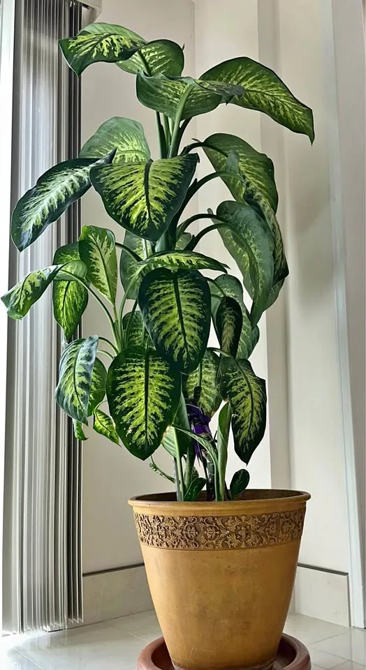 Adult Dieffenbachia Plant – Comes with Pot, Ready for New Home 🌿 thumbnail