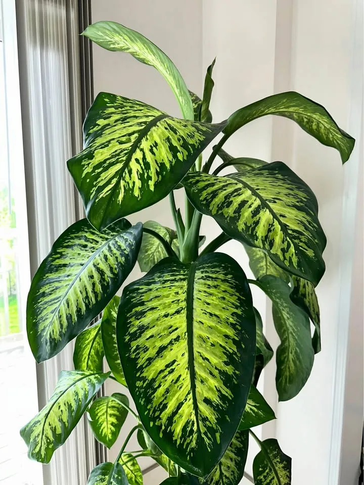 Adult Dieffenbachia Plant – Comes with Pot, Ready for New Home 🌿 image indicator(2)