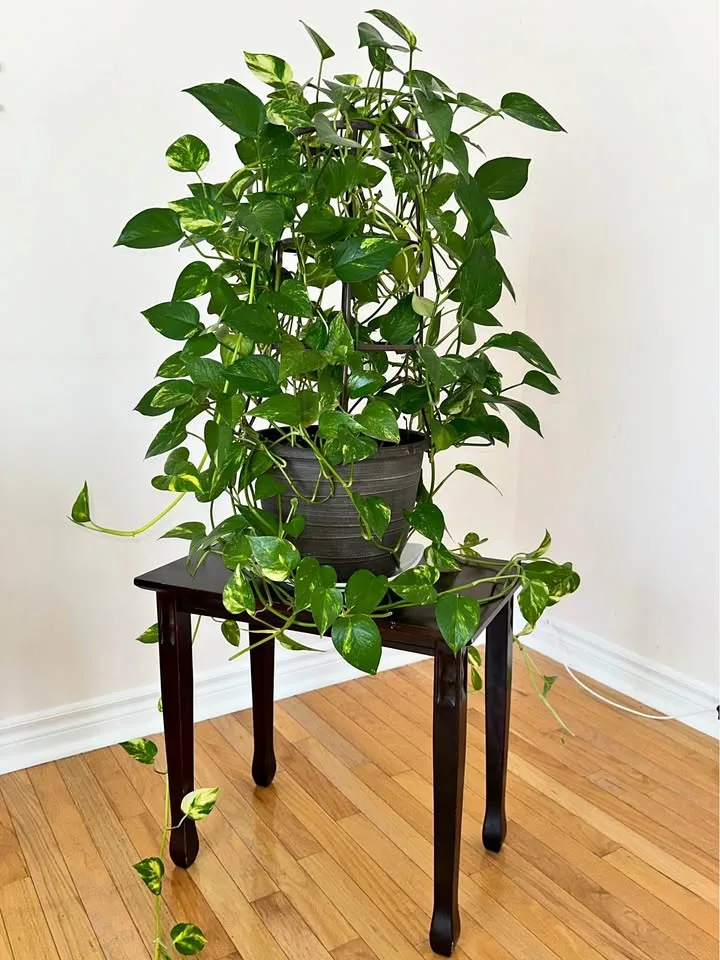 Adult Golden Pothos Plant With Pot Included 🌿 thumbnail