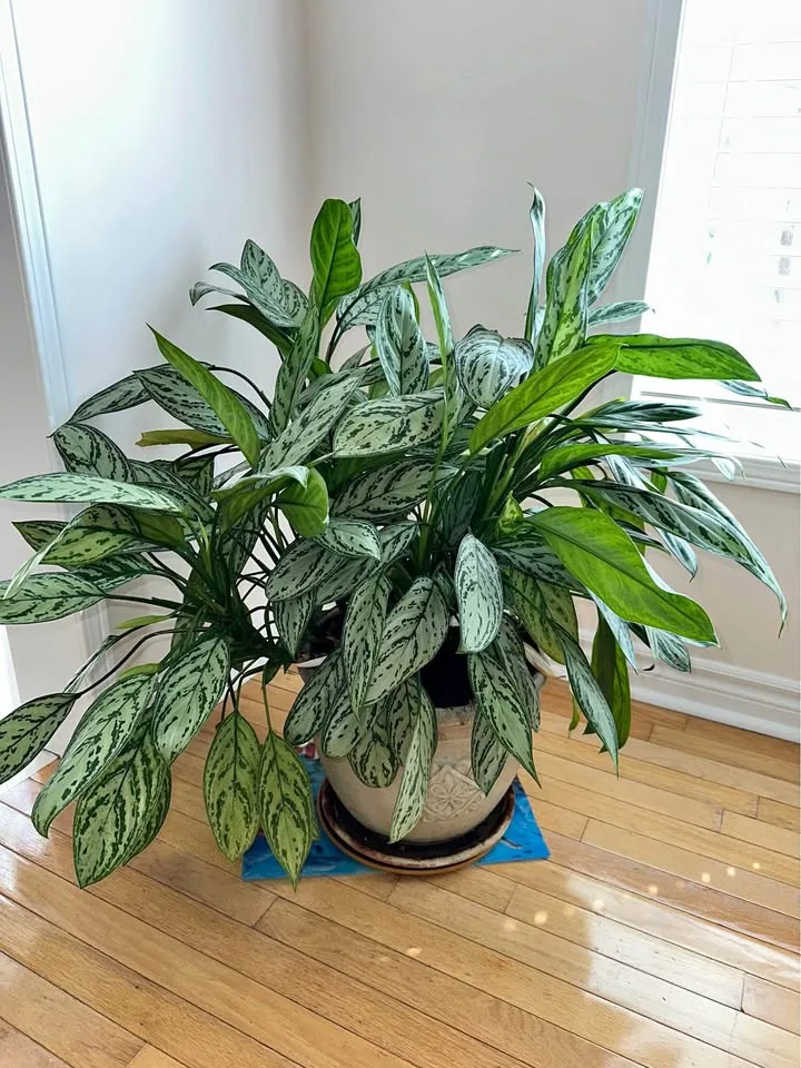 Adult Aglaonema Plant (Chinese Evergreen) thumbnail