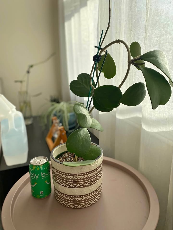 Hoya Kerii plant + FREE cutting