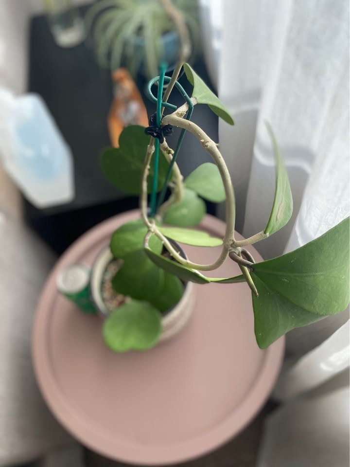 Hoya Kerii plant + FREE cutting - photo 2