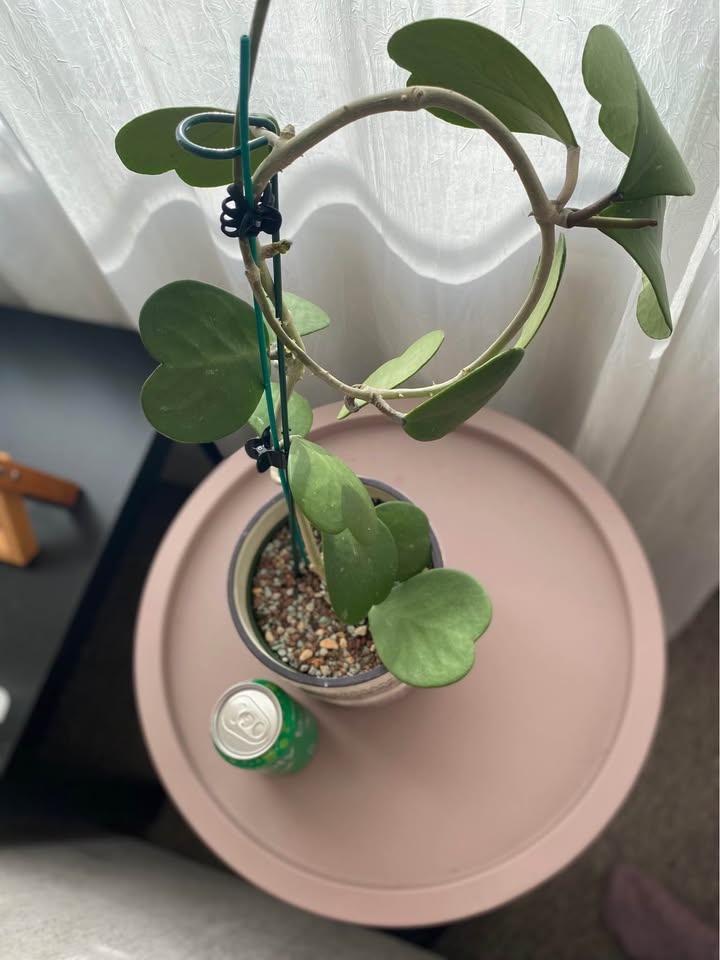 Hoya Kerii plant + FREE cutting - photo 3