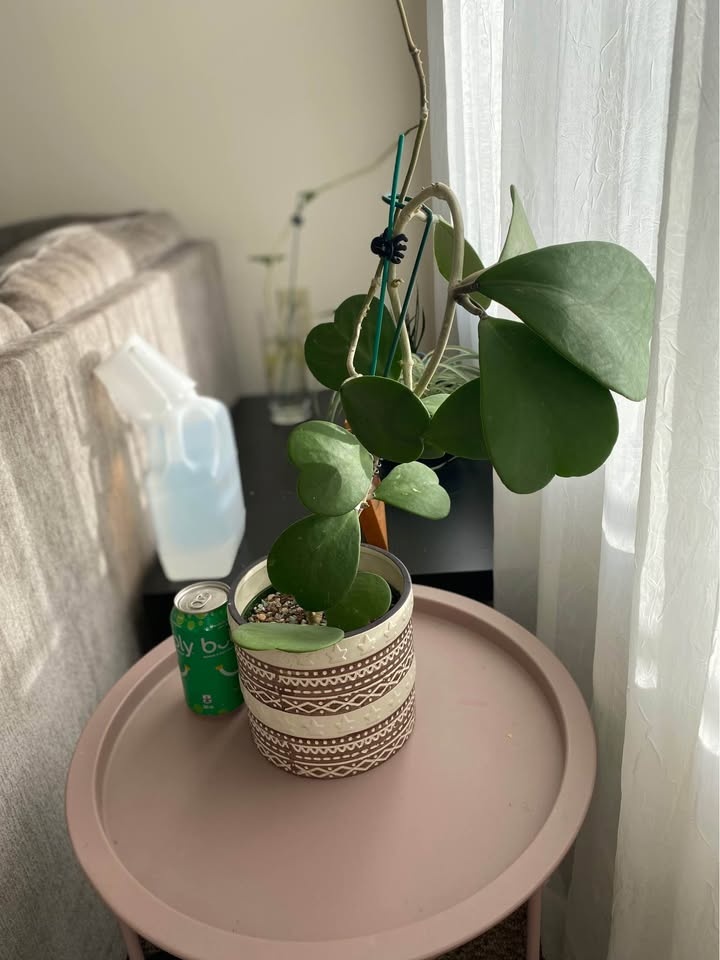 Hoya Kerii plant + FREE cutting - photo 4