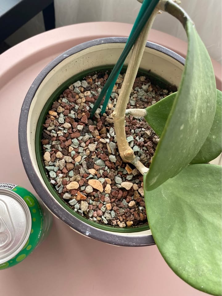 Hoya Kerii plant + FREE cutting - photo 5