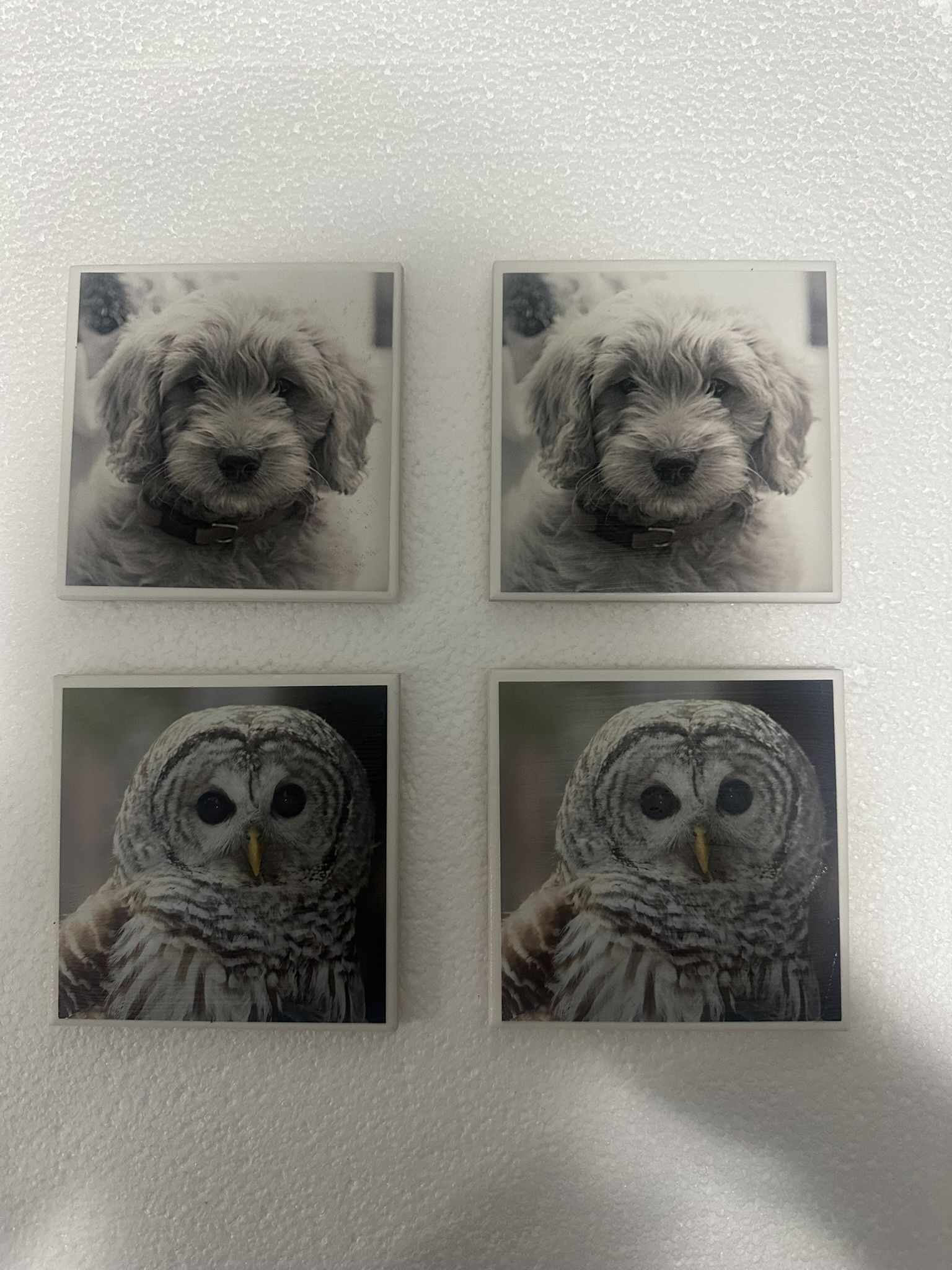 Set of four coasters featuring images of a barred owl and a gold