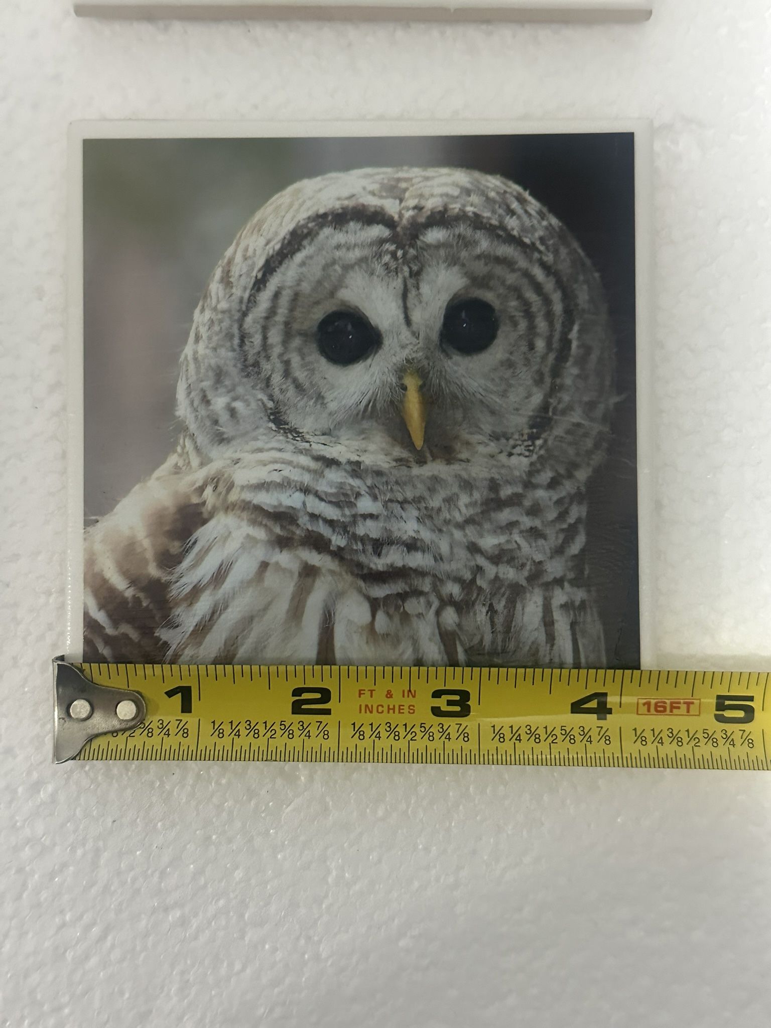 Set of four coasters featuring images of a barred owl and a gold - photo 2