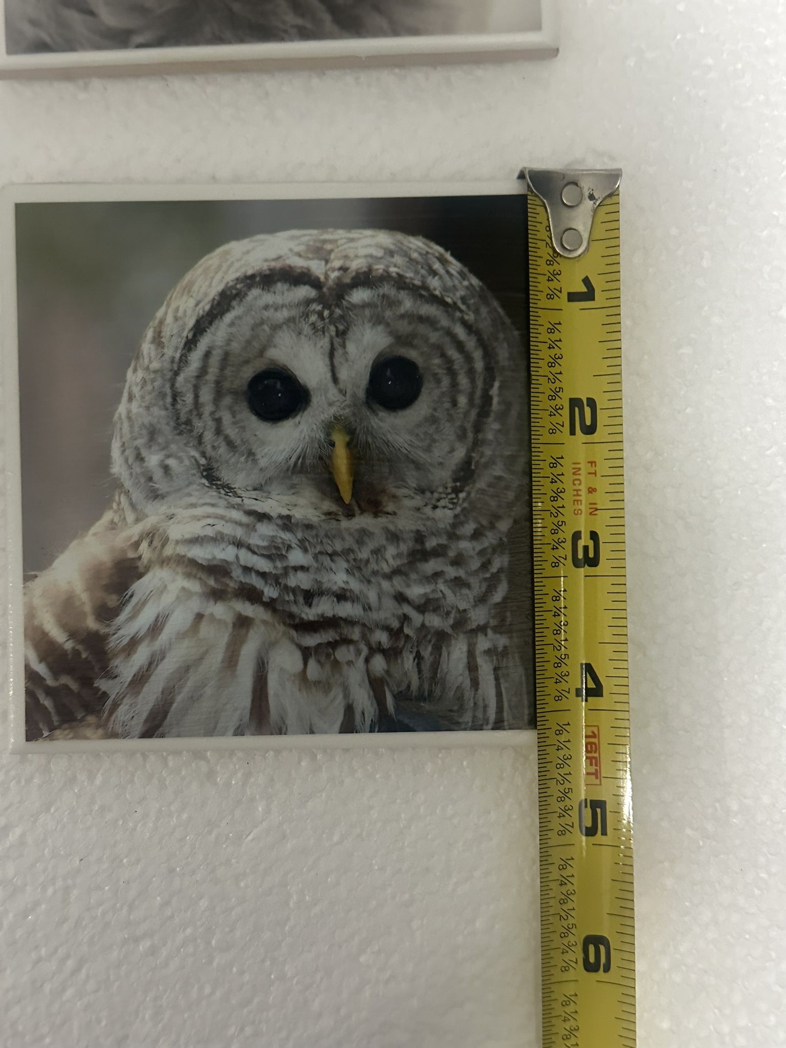 Set of four coasters featuring images of a barred owl and a gold - photo 3