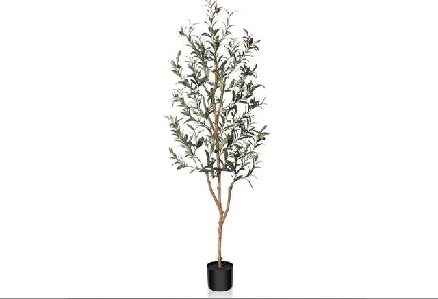 Olive Tree brand new