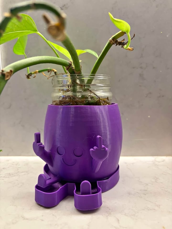 Pothos Plant with Pot