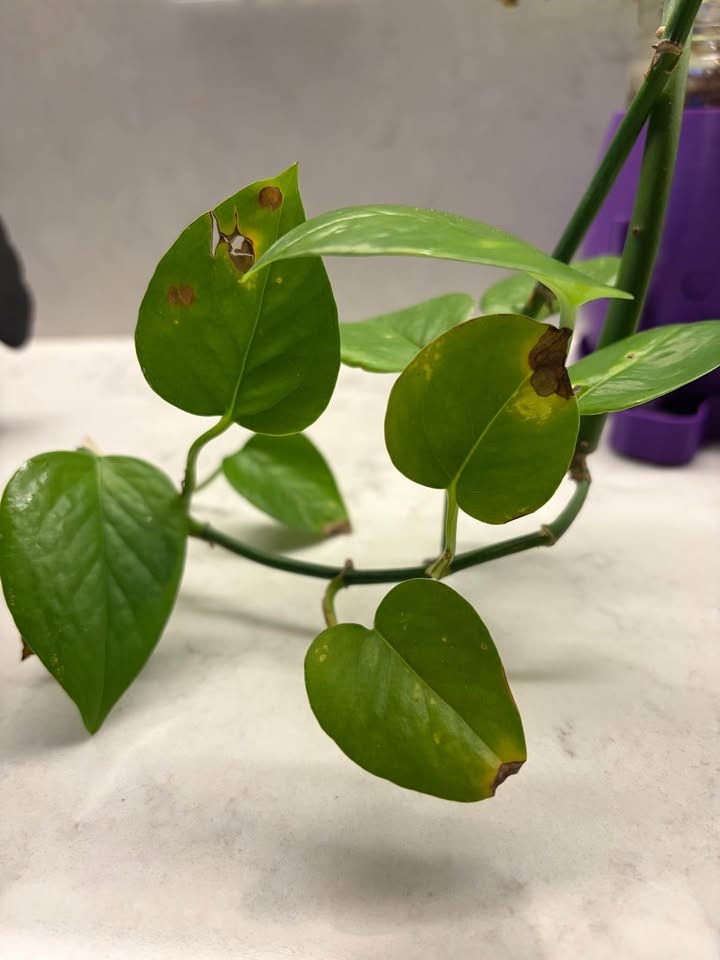 Pothos Plant with Pot - photo 2