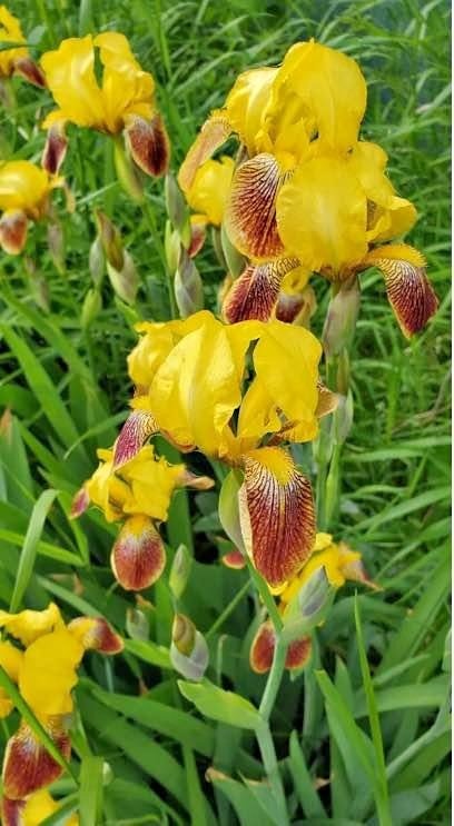 Iris flower Rhizome (Yellow - Red color )perennial plant