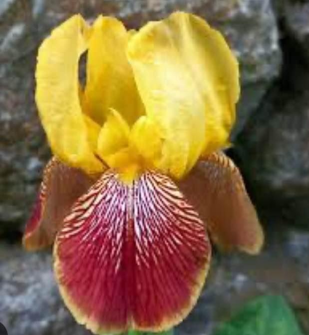 Iris flower Rhizome (Yellow - Red color )perennial plant - photo 2