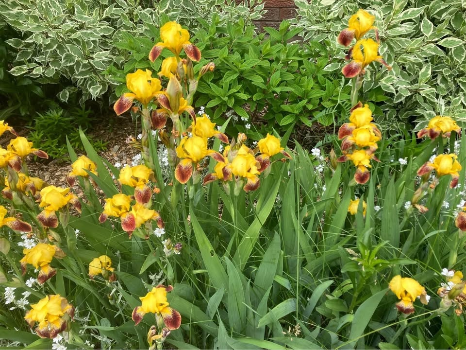 Iris flower Rhizome (Yellow - Red color )perennial plant - photo 3
