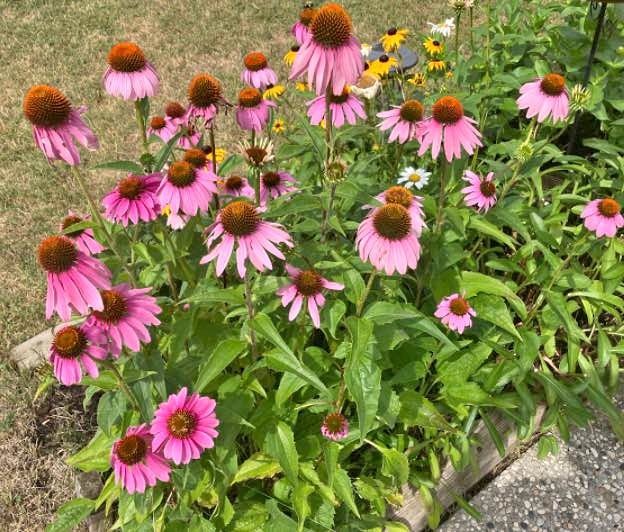 Purple cone flower seed (perennial)@Mississauga