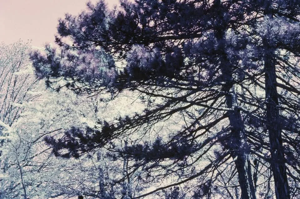 Expired Infrared 35mm Film image indicator(5)