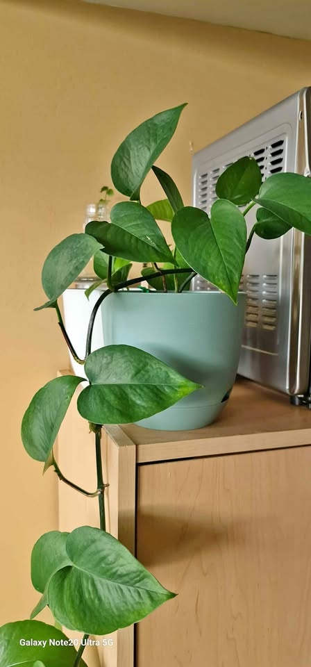 JADE POTHOS, potted and has about 5 feet long