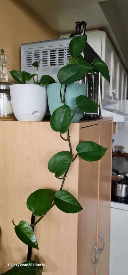 JADE POTHOS, potted and has about 5 feet long - photo 2