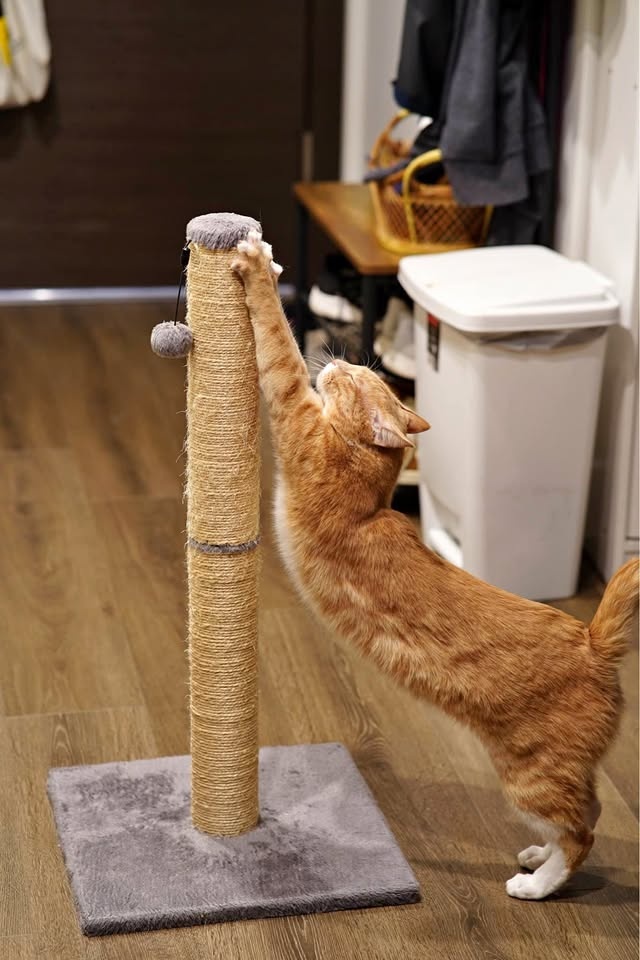 Tall cat scratcher