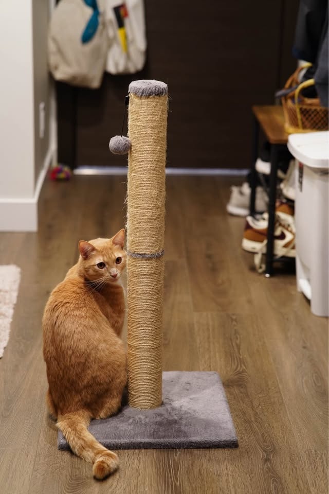Tall cat scratcher - photo 2