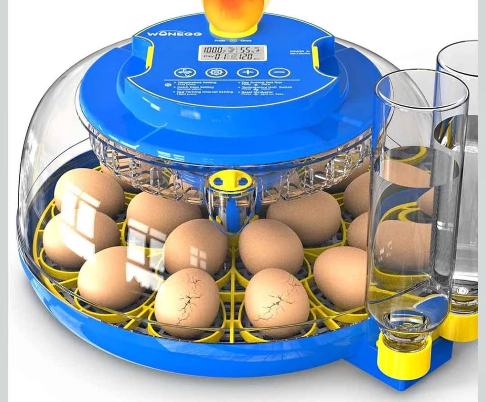 Auto Egg Incubator - New