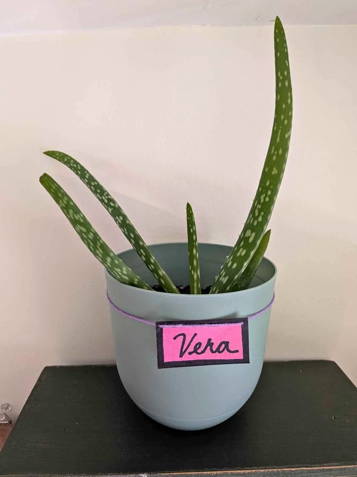 Plant for adoption