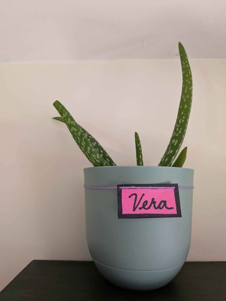 Plant for adoption - photo 2