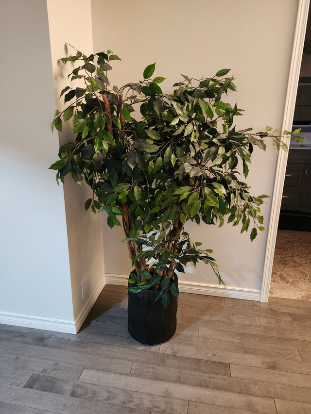 Artificial Ficus Tree – Excellent Condition