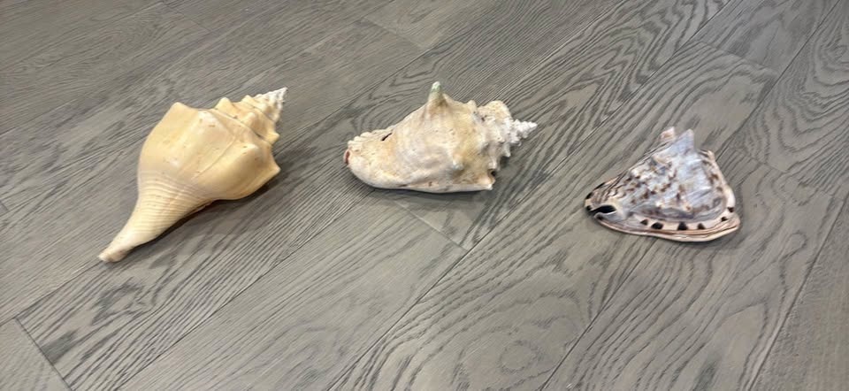 Conch shells
