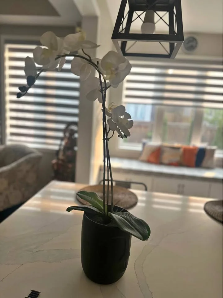 Orchid plant fake with Pot thumbnail