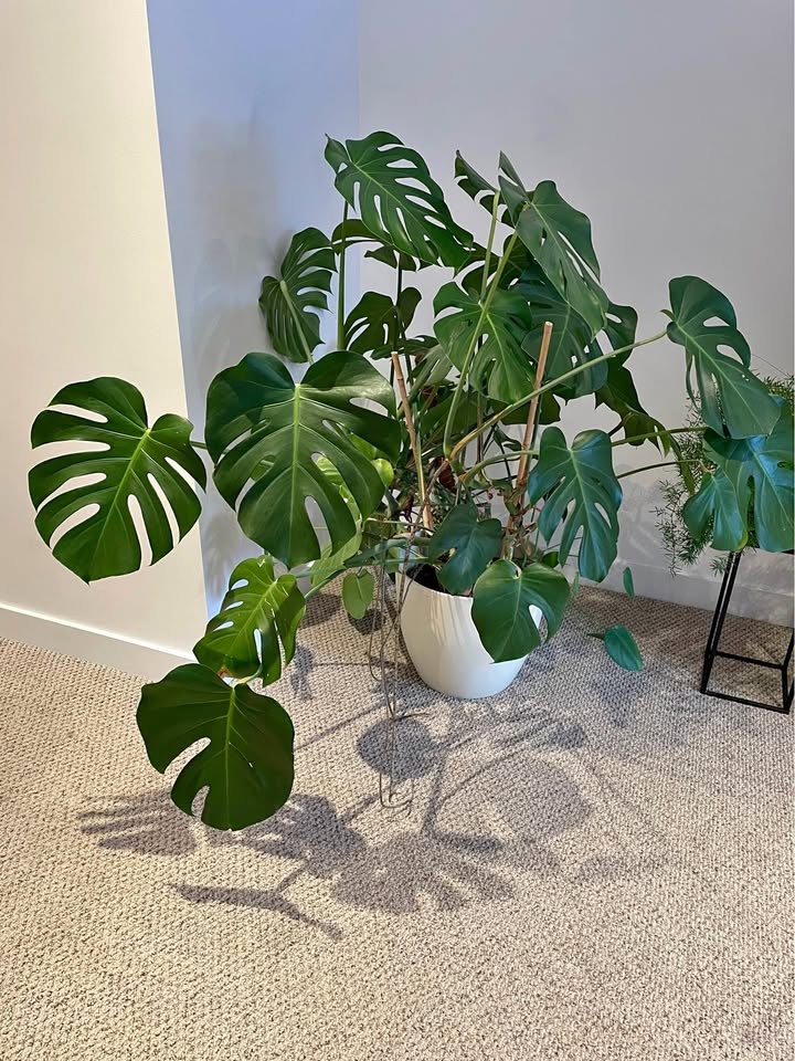 Huge Monstera Looking for a Bigger Home 🌿