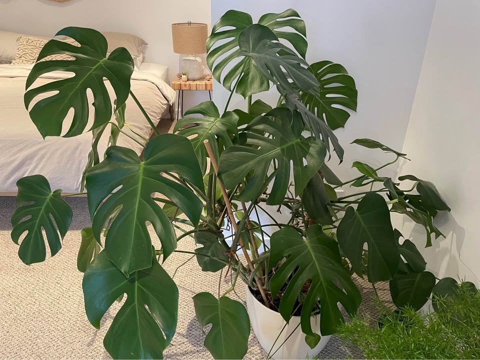 Huge Monstera Looking for a Bigger Home 🌿 - photo 2