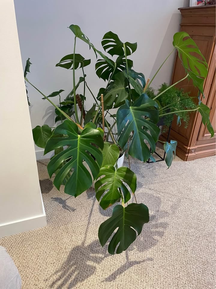 Huge Monstera Looking for a Bigger Home 🌿 - photo 3